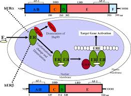 Image result for Selective Estrogen Receptor Modulator