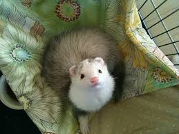 51 Fantastic Ferret Names For Your New Pet