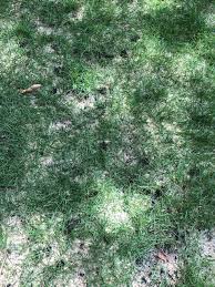 Maybe you would like to learn more about one of these? Talk Me Out Of Letting My Zeon Zoysia Grow Taller The Lawn Forum