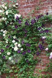 The compound leaves do not develop any appreciable fall color. Clematis Polish Spirit Clematis Group 3 Clematis Container Gardening Bulb Flowers