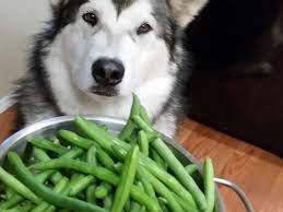 Is pork bad for dogs? Can Dogs Eat Green Beans Pethelpful
