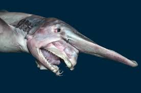 Goblin shark is a deadly shark that lurks in the deep sea. The 10 Strangest Species Of Sharks Planet Deadly