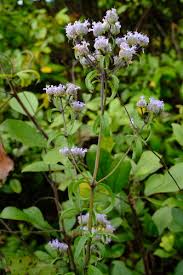 Image result for Haumaniastrum