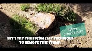 In other words, this process will kill the stump — just as it would have killed the tree. Epsom Salt Stump Removal Youtube