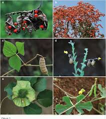 Image result for Rhynchosia resinosa