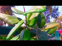 I hope it makes things easier for you to understand and memorize the. How To Take Care Of Rubber Plant Ficus Elastica Hindi Youtube