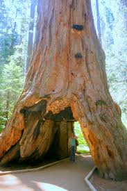 It is important to note that the demand for camping and lodging sites sometimes exceeds the available inventory. Calaveras Big Trees A California State Park Wanderwisdom