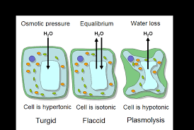 In addition to the nucleus that is enveloped by a membrane. How Do A Flaccid And A Plasmolysed Cell Differ Quora