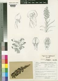 Image result for Corycium dracomontanum