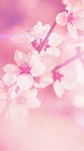 Flower Pink Cherry Blossom Flare Nature Iphone 5s Wallpaper Download Iphone Wallpape Flower Background Iphone Pink Flowers Wallpaper Cherry Blossom Wallpaper