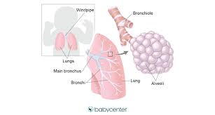 Fetal Development Your Baby S Lungs Babycenter