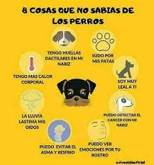 Pin De Diana Proano En Savuti Consejos Para Mascotas Gatos Y Perros Lindos Alimentacion Perros