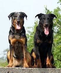 Beaucerons do okay with children if they are around them from the time they are puppies, but should be supervised with small kids. Beauceron Wikipedia