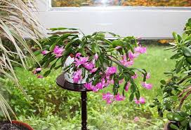 Christmas cactus brightens the home with gorgeous winter. Pin En Lieux A Visiter