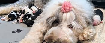 German shepherdfemale, 43 weeksasheville, north carolina. Bernedoodle And Sheepadoodle Puppies In Tennessee By Ocoee River Doodles