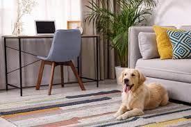 Hund Abgewohnen Auf Couch Zu Gehen Hunde Kausnacks Magazin
