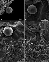 Image result for Zornia setosa