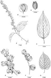 Image result for Gouania tiliifolia