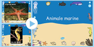 Descarcă și utilizează gratuit 10.000+ fotografii de stoc cu tema stea de mare. Animalele Marine Prezentare Powerpoint Teacher Made