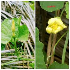 Image result for Momordica repens