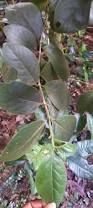 Image result for Afrocanthium lactescens
