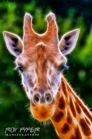 Giraffe Fractalius Re Edit By Nerdboy69 On Deviantart Giraffe Fractal Art Animals