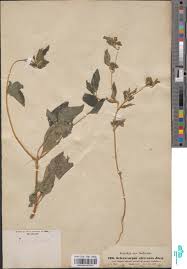 Image result for Sclerocarpus africanus