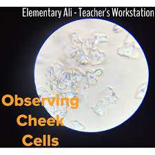Maybe you would like to learn more about one of these? Observing Animal Cells Teacher S Workstation