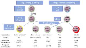 Les sélectines inhibent la fonction des lymphocytes T régulateurs et  contribuent à la pathogénie du lupus érythémateux sys