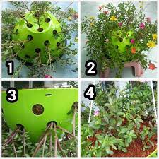 Berbagai pengetahuan tentang gambar bunga ros merah dan putih dan tanaman lain nya. Cara Tanam Ros Jepun Menggebu Impiana