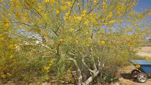 Maybe you would like to learn more about one of these? Palo Verde The Near Perfect Tree