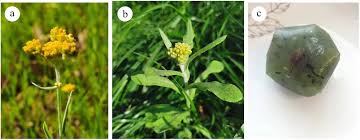 Image result for Gnaphalium polycaulon