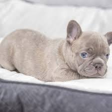 Shades of grey blue velvet blazer 198.00. Blu Frenchibles French Bulldogs
