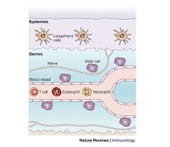 Image result for Mast Cell