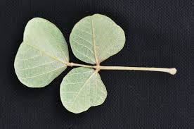 Image result for Erythrina abyssinica