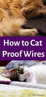 How To Cat Proof Wires Oliveknows Cat Proofing How To Cat Cat Parenting