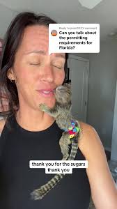 Buying A Pet Monkey in Florida