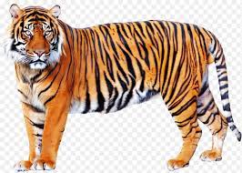 Tiger Mom Png Tiger Png Transparent Images 1024 733 Png Download Free Transparent Background Tiger Mom Png Png Down Tiger Images Tiger Pictures Pet Tiger