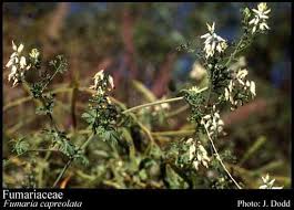 Image result for Fumariaceae