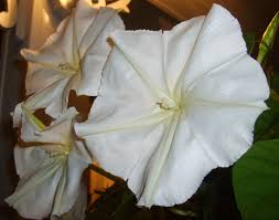 A moon garden or evening blooming garden using white flowers is simply stunning. Moon Flower Live Tropical Vine Plant Large Fragrant Single White Night Blooming Starter Size 4 Inch Pot Emerald Tm Emerald Goddess Gardens