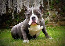 The popularity is in the united states and has recently spread internationally. American Bully Gottiline Why Gotti Pitbulls Are Very Popular Worldwide American Bully Daily