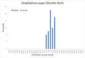 Image result for Graphiphora augur