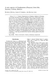 Image result for Sorghastrum stipoides