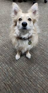 Maybe you would like to learn more about one of these? Someone Said Today Was An Excuse To Show Off My Pupper Album On Imgur