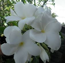 Image result for Dovyalis afra