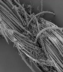 An NADH-Dependent Reductase from Eubacterium ramulus Catalyzes the  Stereospecific Heteroring Cleavage of Flavanones and Flavanonols | Applied  and Environmental Microbiology
