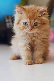 (step 3) draw a bunch of triangles. Fluffy Kitty Kittens Cutest Cute Cats Cats