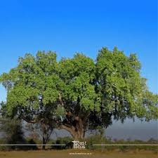 Image result for Ficus sycomorus