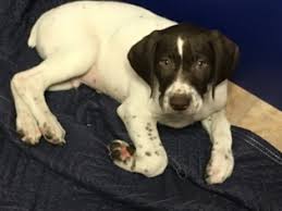 They are very versatile dogs that can not only hunt, point, retrieve and track, but are great family dogs, too! Puppyfinder Com German Shorthaired Pointer Puppies Puppies For Sale Near Me In Michigan Usa Page 1 Displays 10