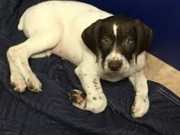 9222 west f avenue kalamazoo, mi 49009 united states. Puppyfinder Com German Shorthaired Pointer Puppies Puppies For Sale Near Me In Michigan Usa Page 1 Displays 10